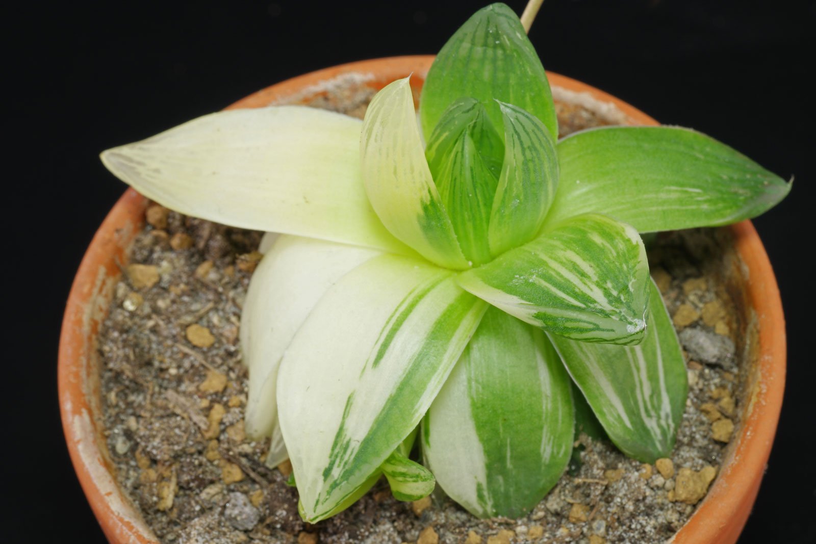 Haworthia cymbiformis Variegata