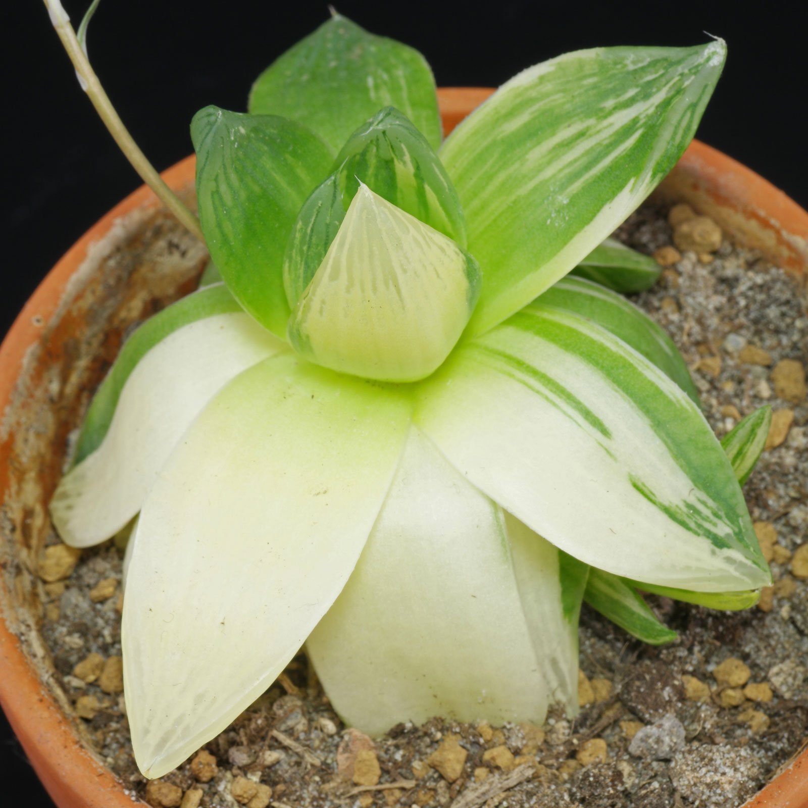 Haworthia cymbiformis Variegata