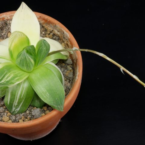 Haworthia cymbiformis Variegata