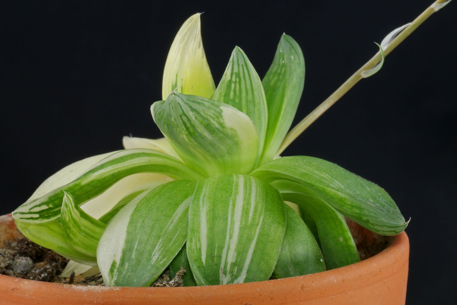 Haworthia cymbiformis Variegata