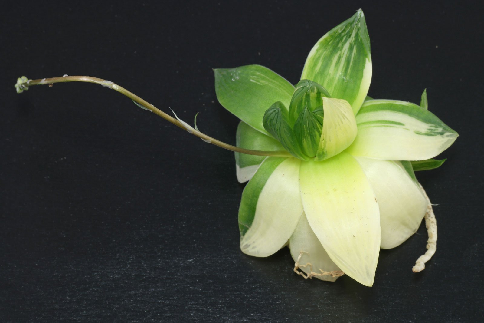 Haworthia cymbiformis Variegata