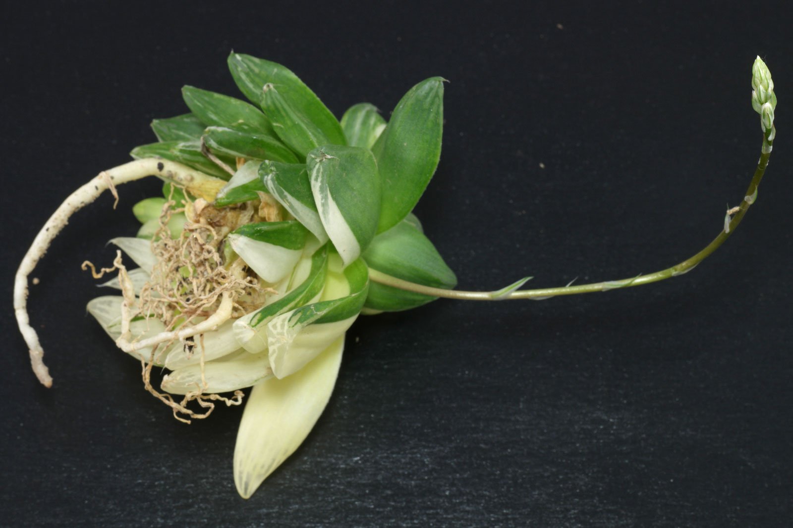 Haworthia cymbiformis Variegata