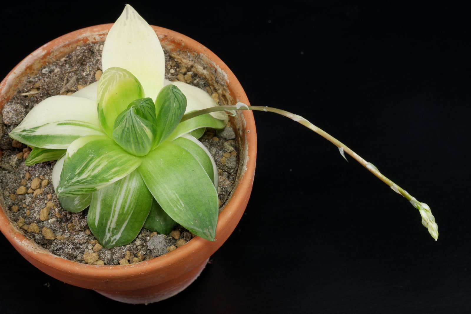 Haworthia cymbiformis Variegata