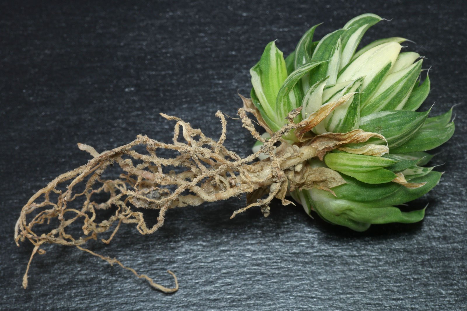 Haworthia reticulata Variegata