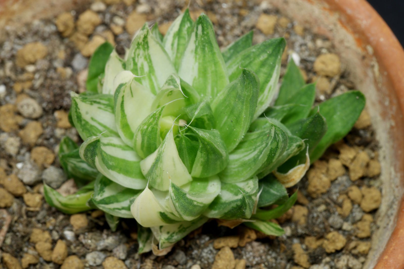 Haworthia reticulata Variegata