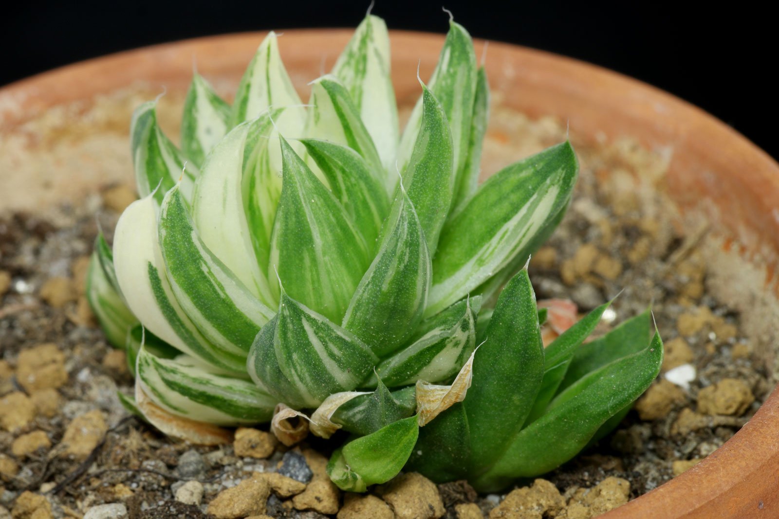 Haworthia reticulata Variegata