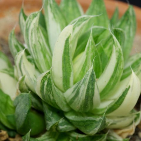 Haworthia reticulata Variegata