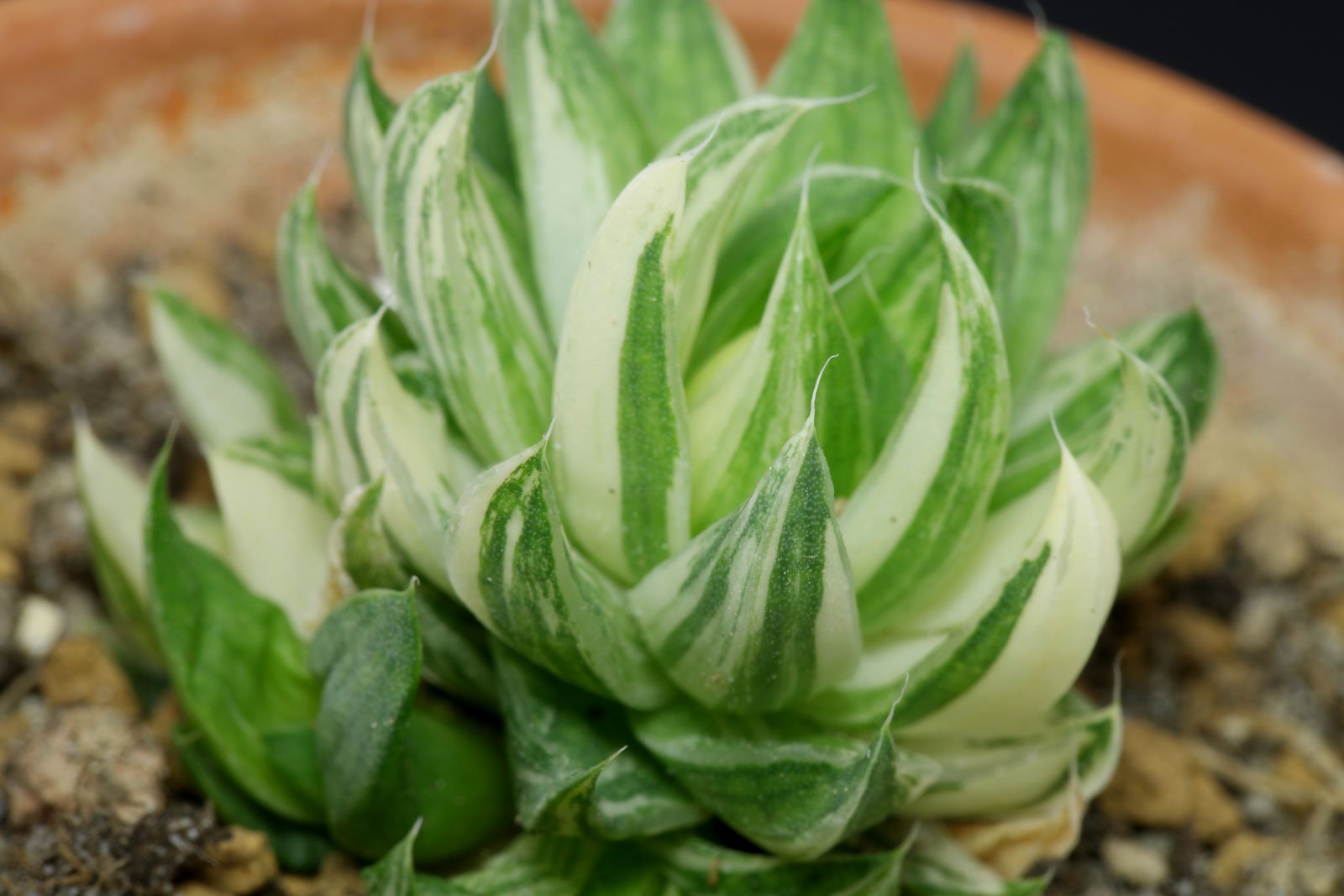 Haworthia reticulata Variegata