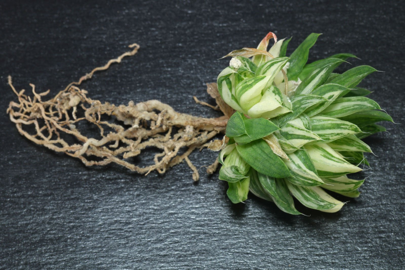 Haworthia reticulata Variegata