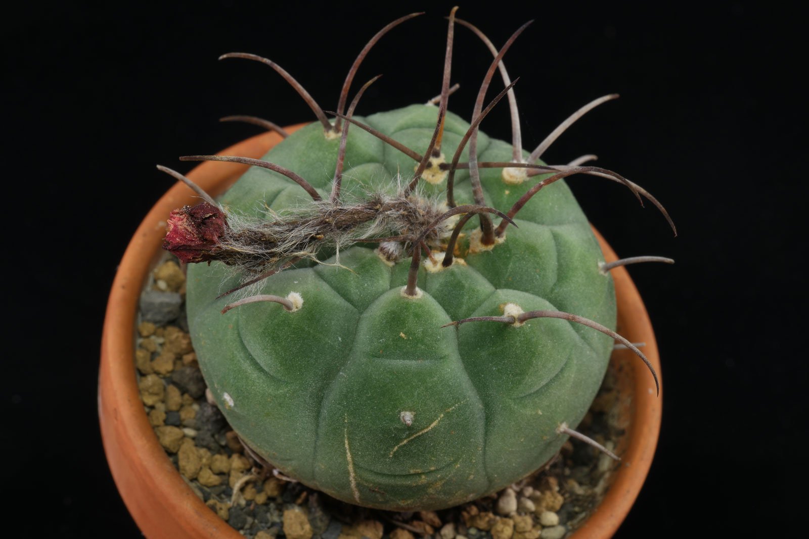 Matucana madisoniorum