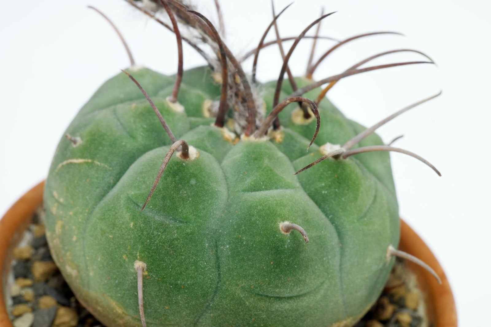 Matucana madisoniorum