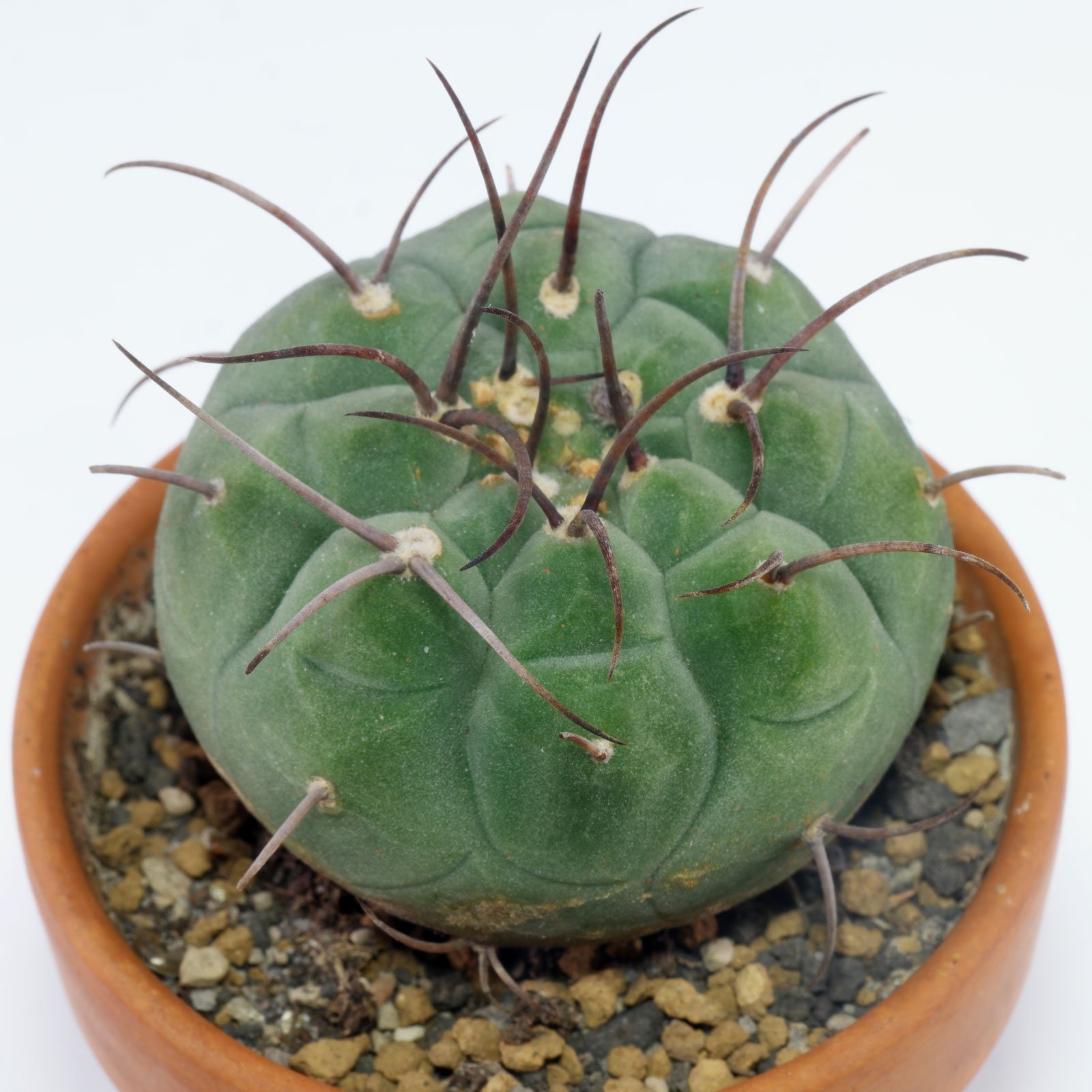 Matucana madisoniorum 6