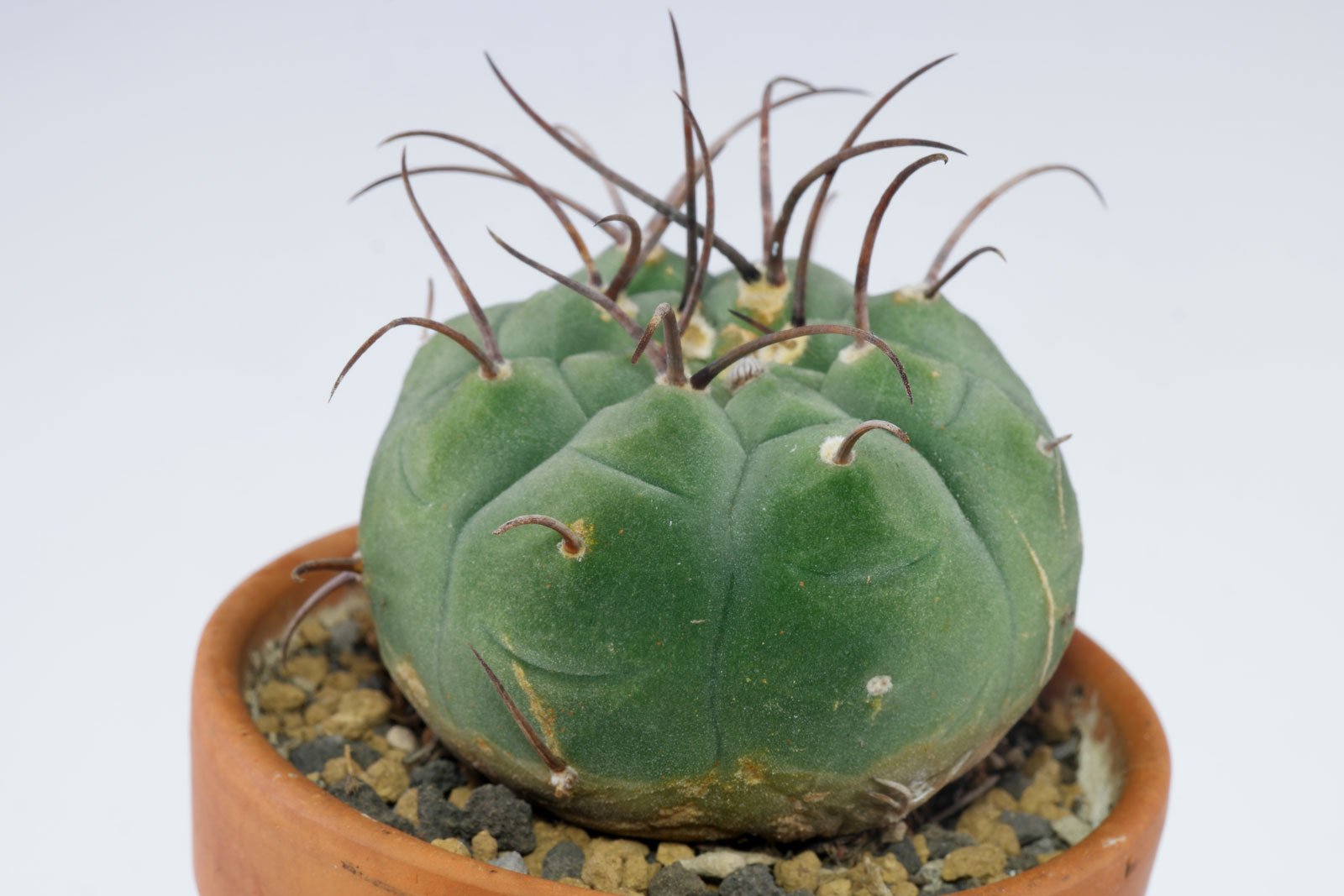 Matucana madisoniorum