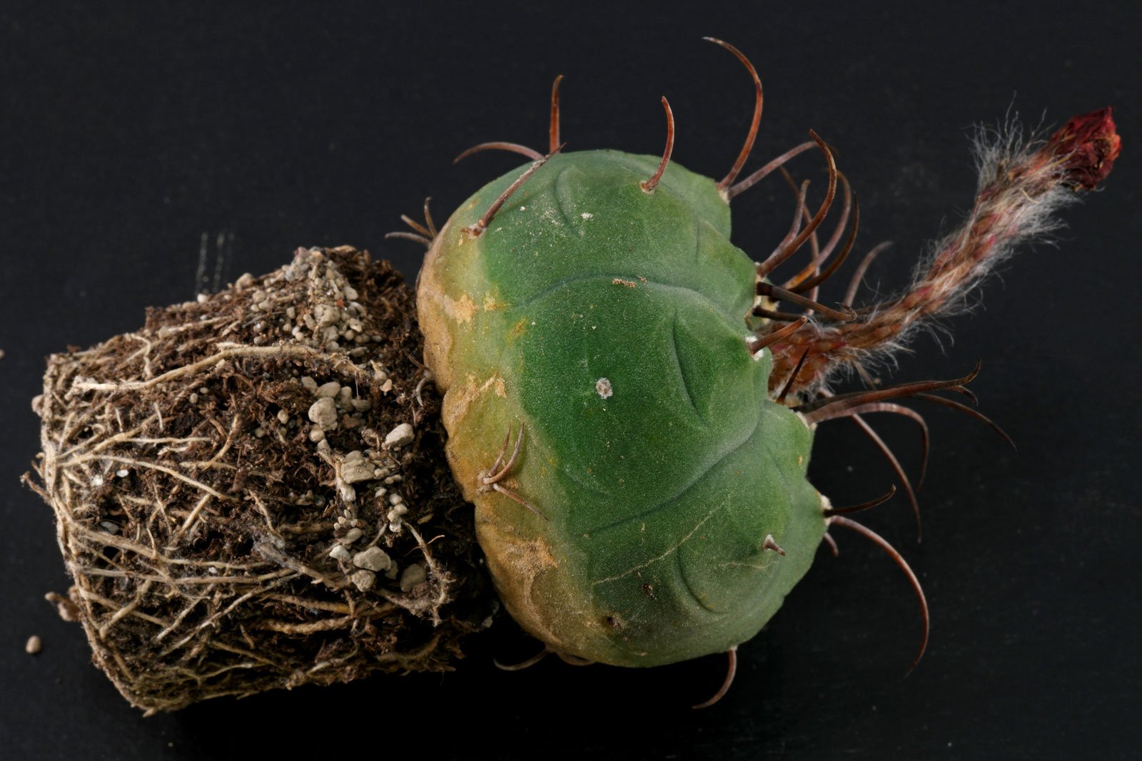 Matucana madisoniorum