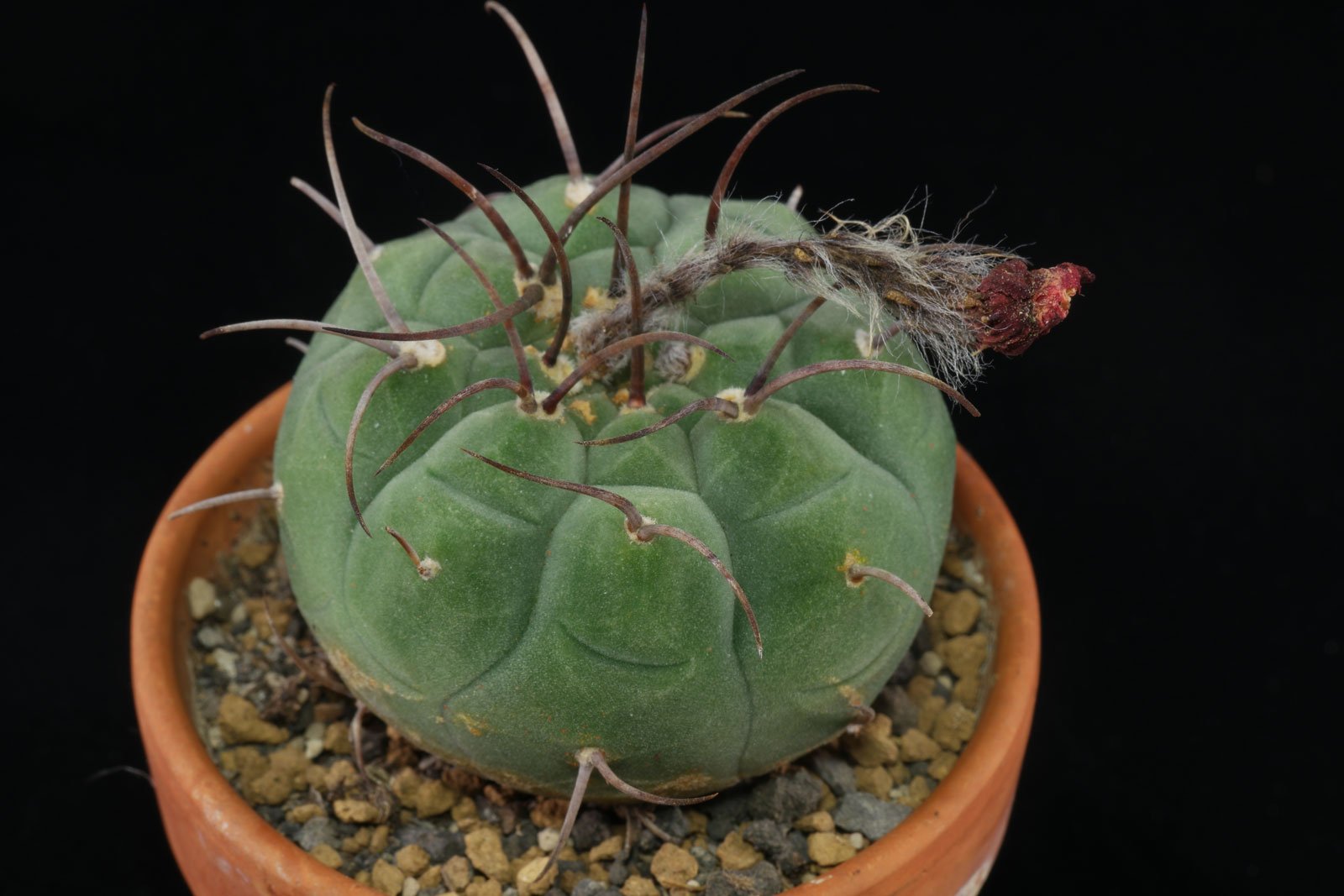 Matucana madisoniorum