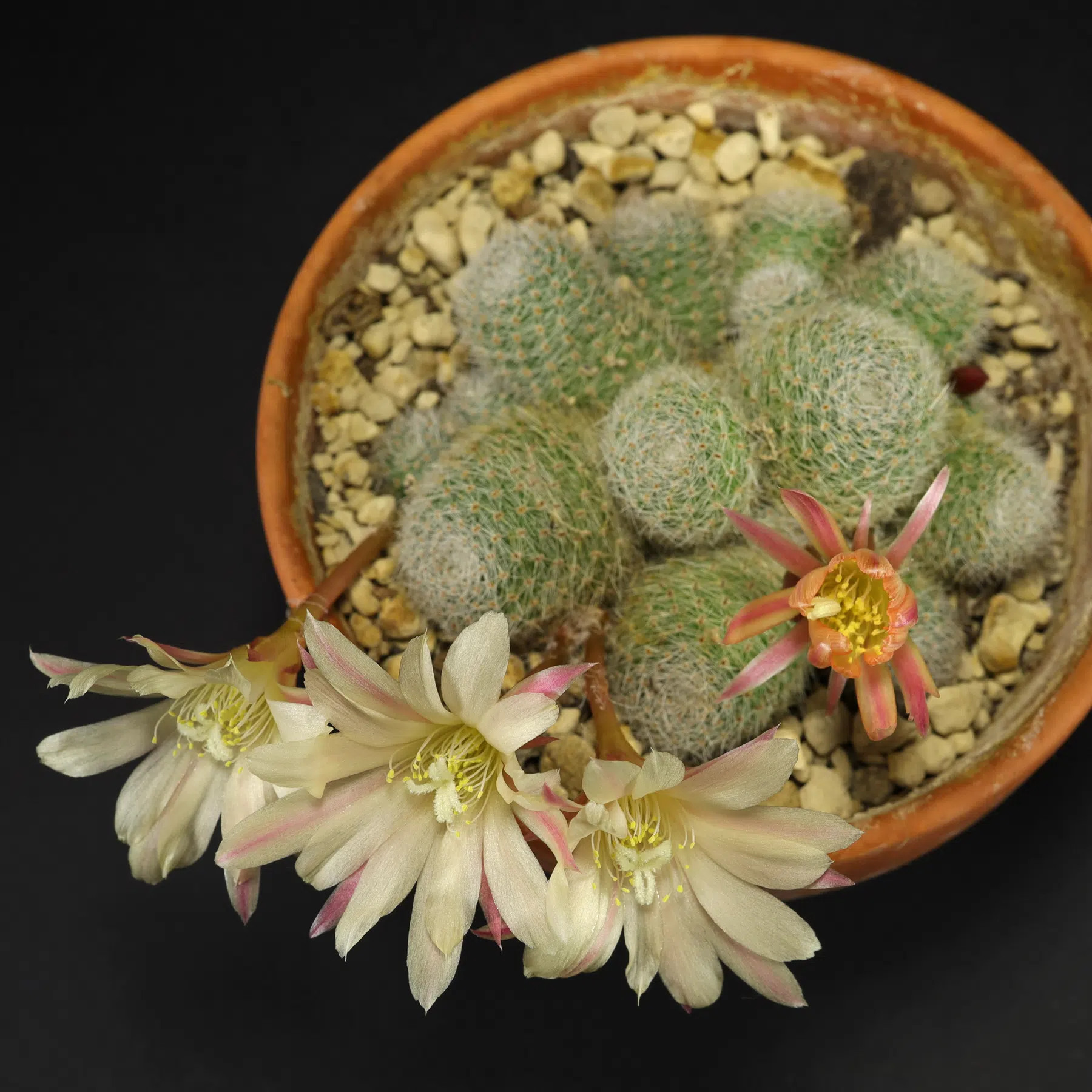 Rebutia Sunrise