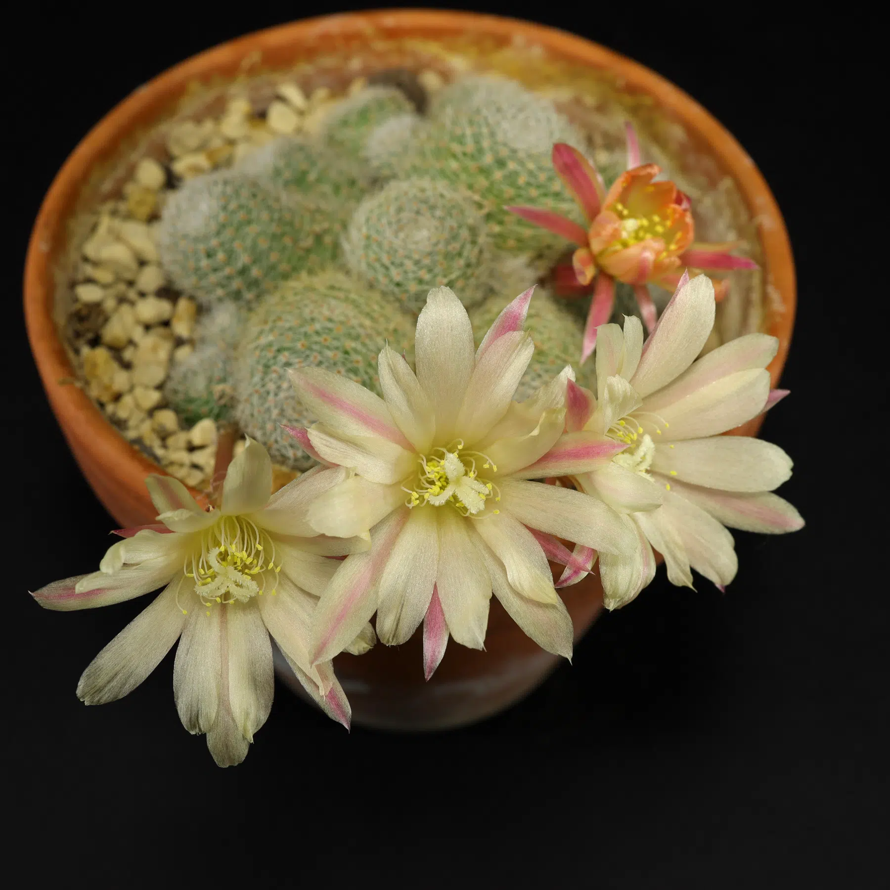 Rebutia Sunrise