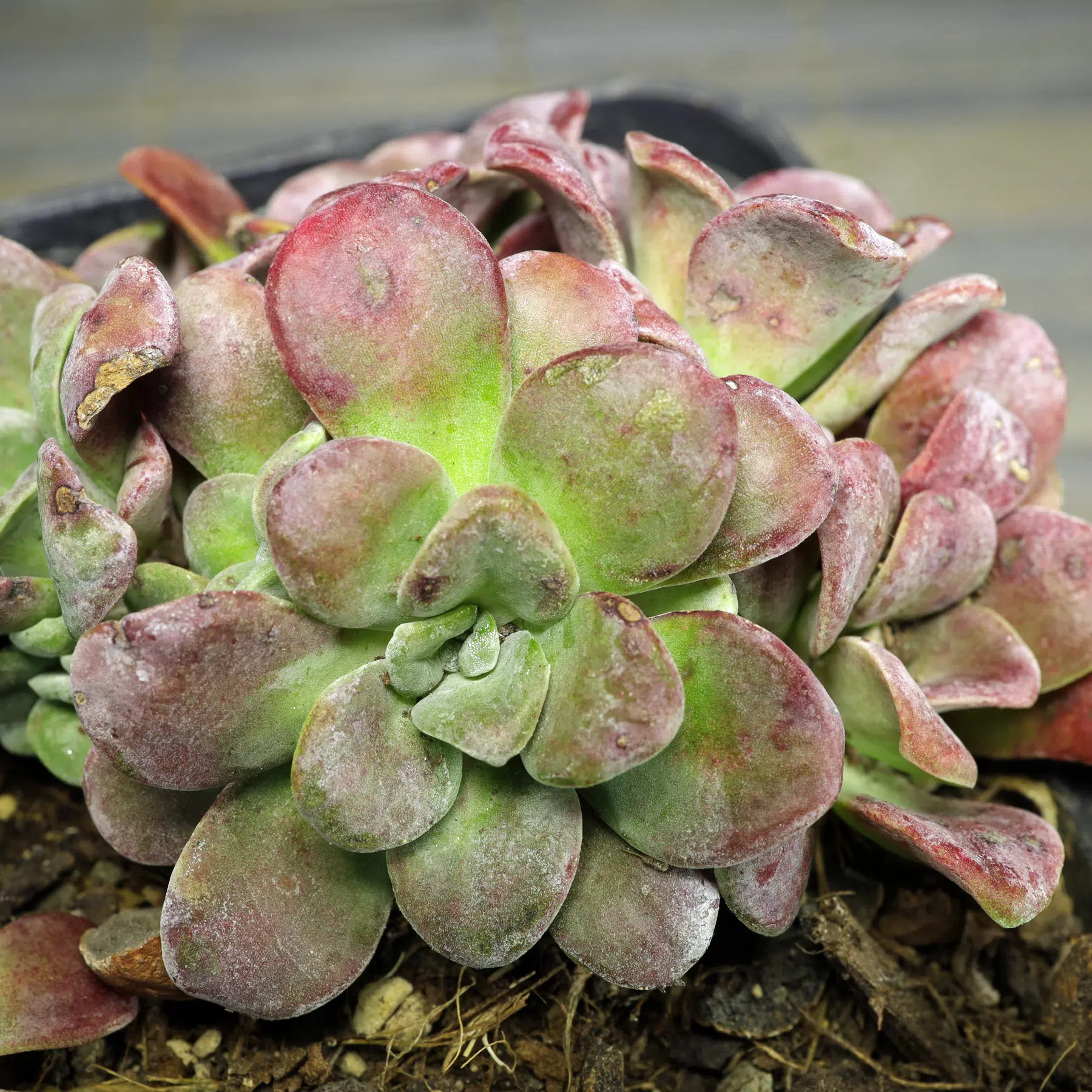 Sedum spathulifolium Purpureum