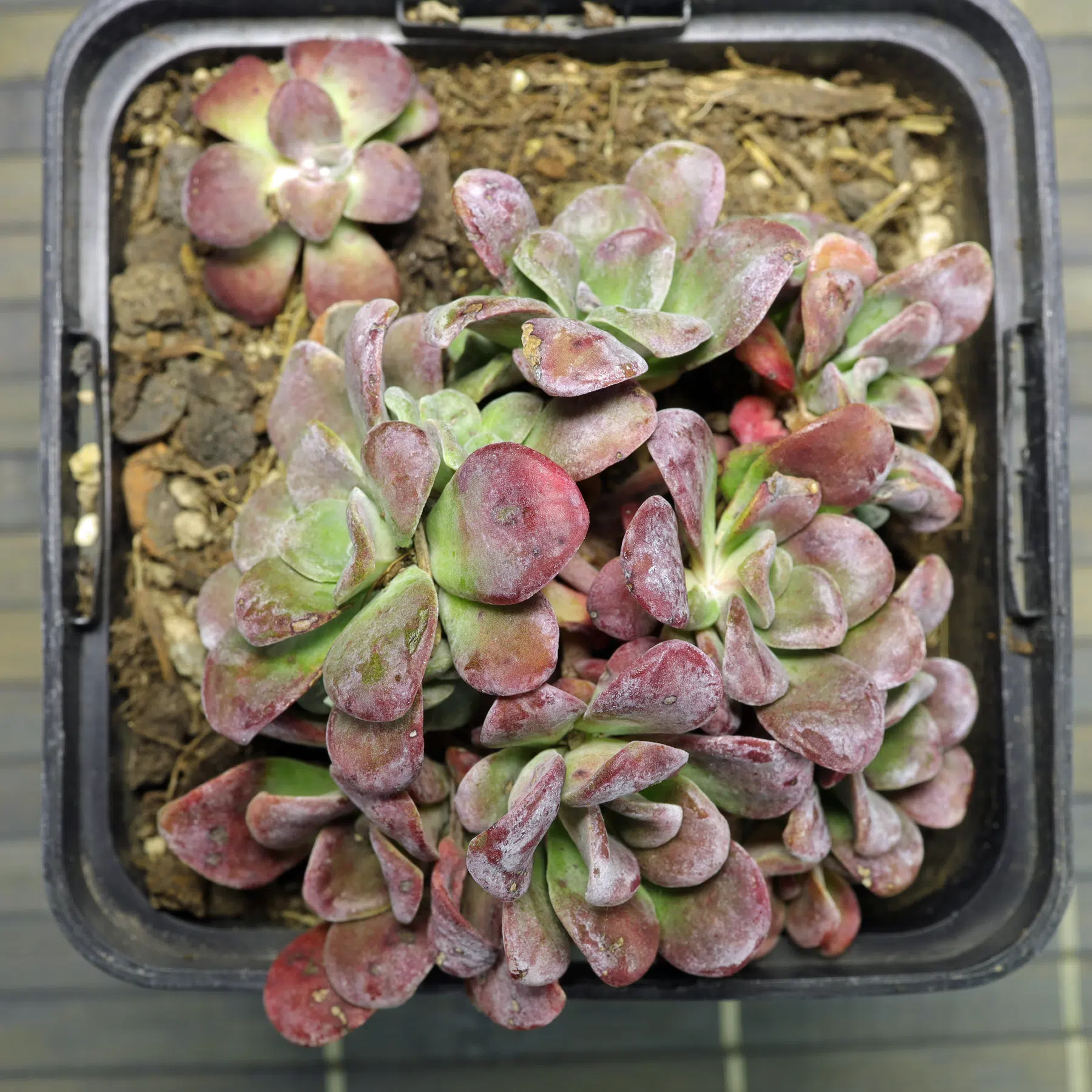 Sedum spathulifolium Purpureum