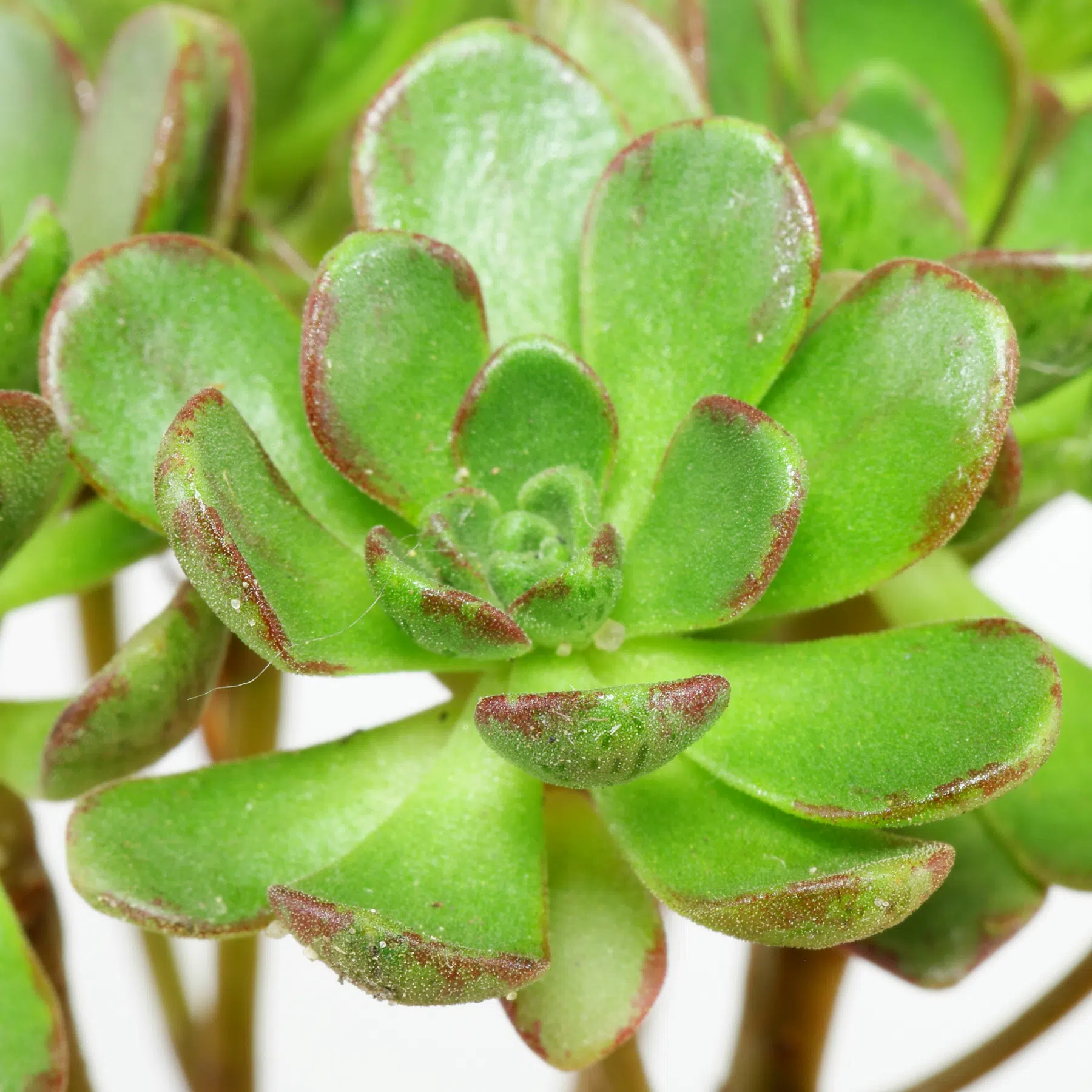 Aeonium sedifolium