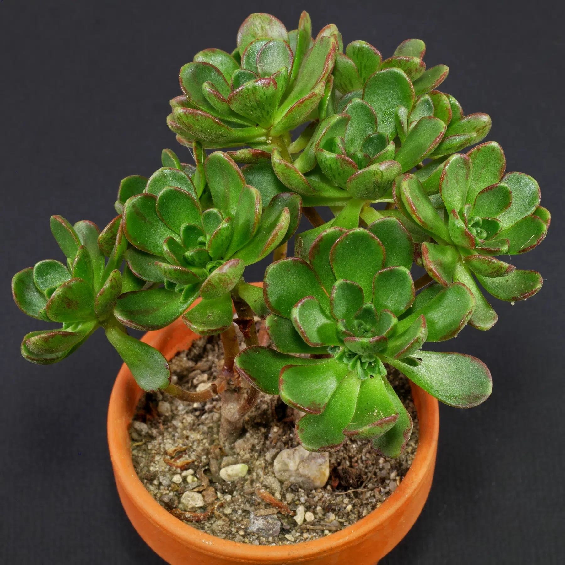 Aeonium sedifolium 2