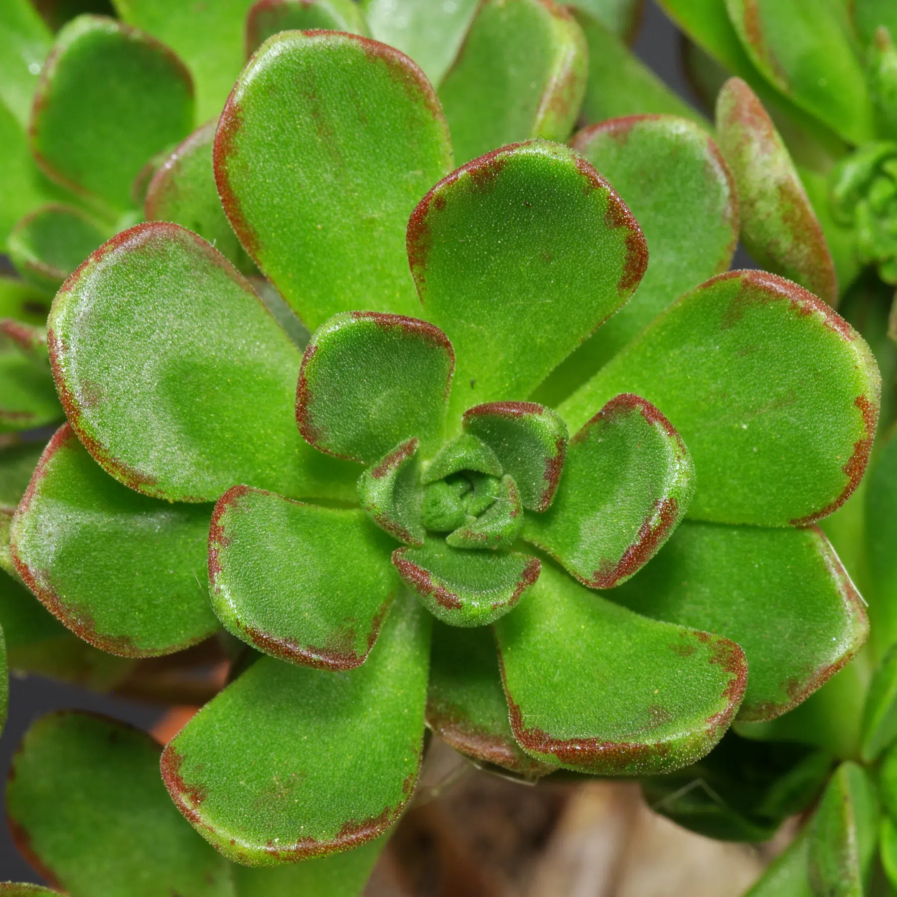 Aeonium sedifolium 3