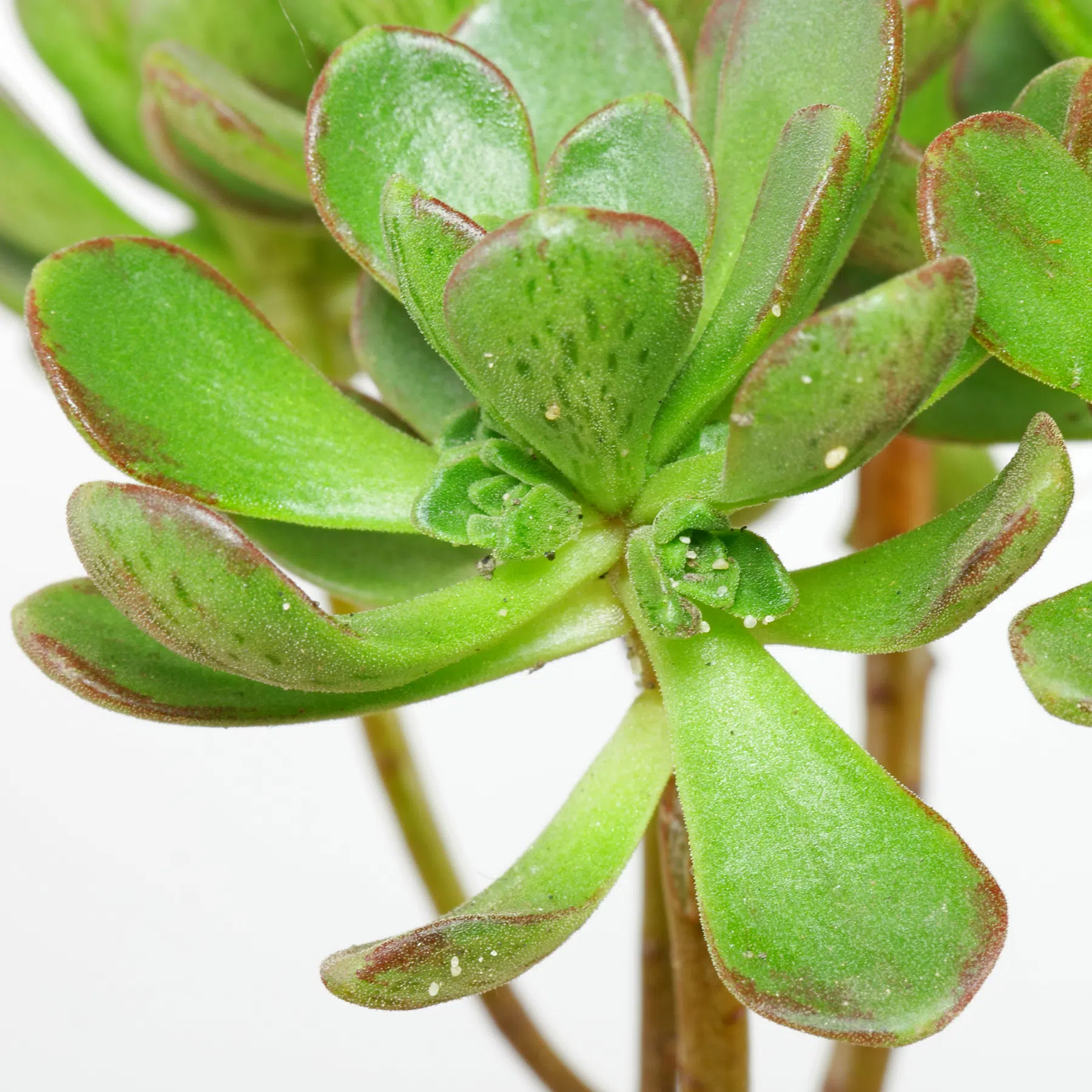 Aeonium sedifolium 4