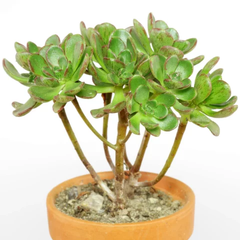 Aeonium sedifolium