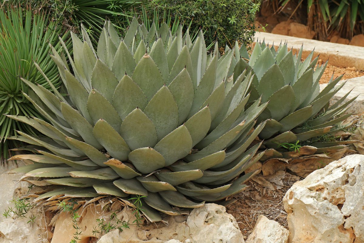 Agave potatorum