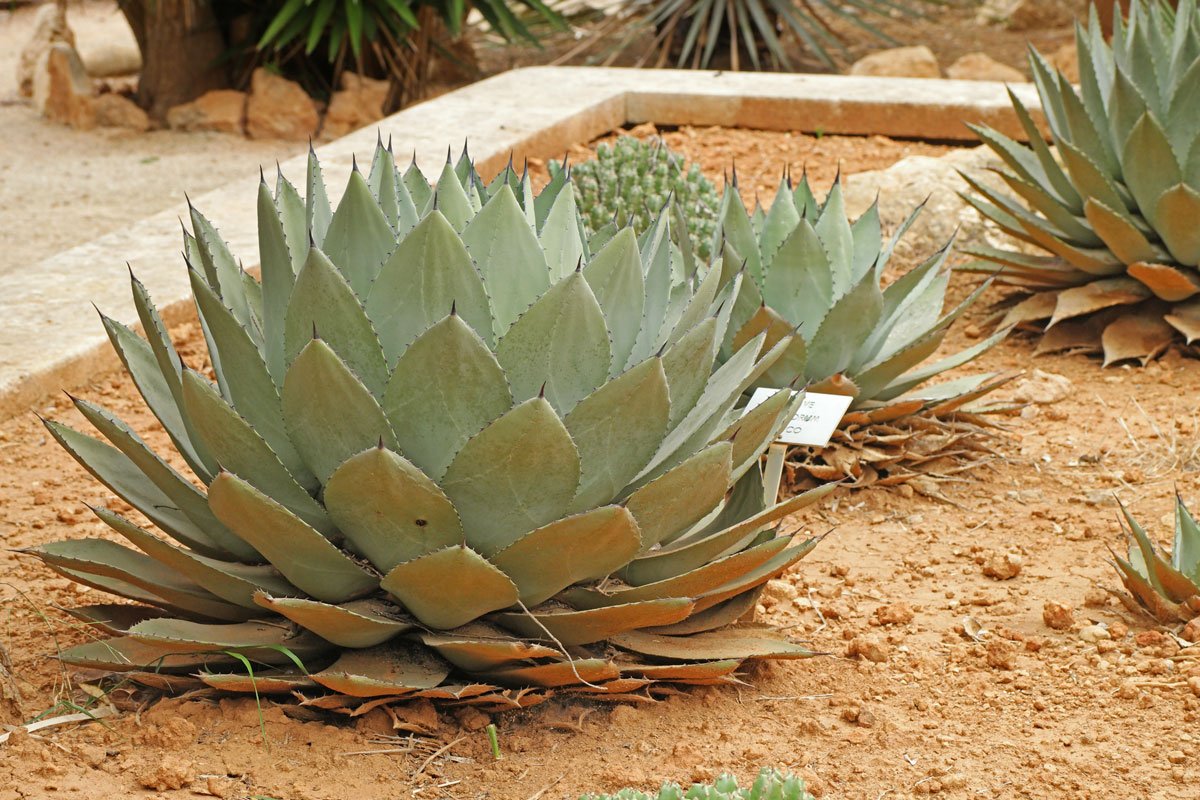 Agave potatorum