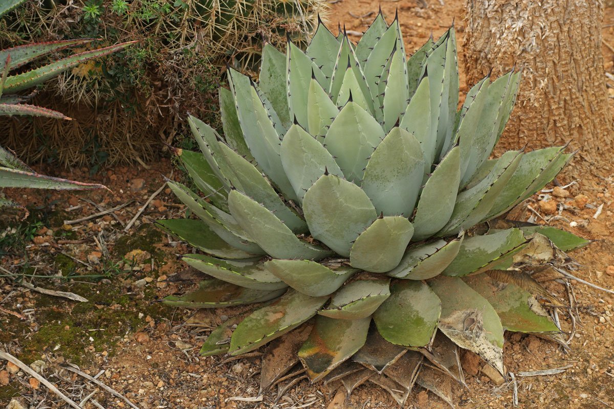 Agave potatorum