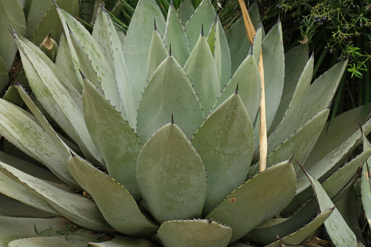 Agave potatorum