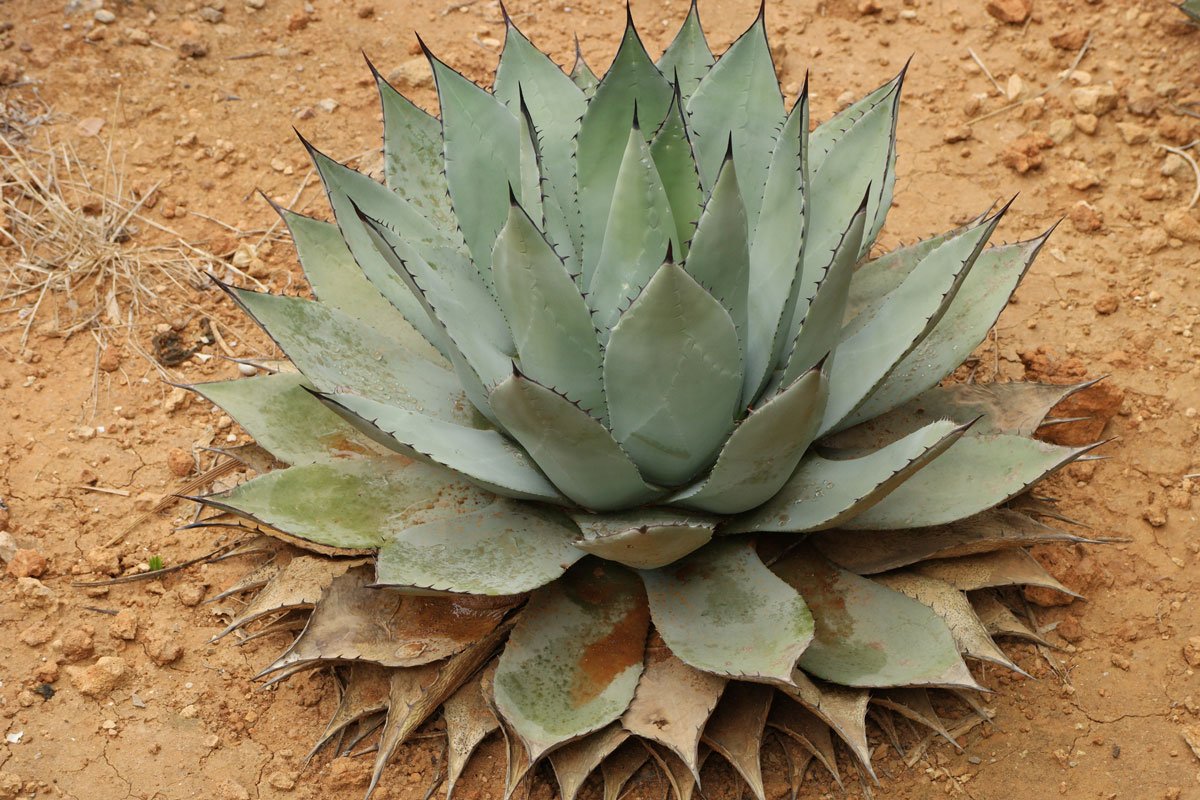 Agave potatorum