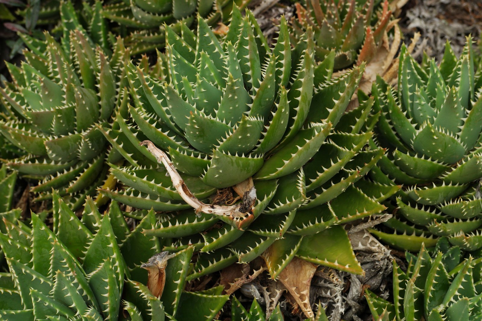 Aloe perfoliata