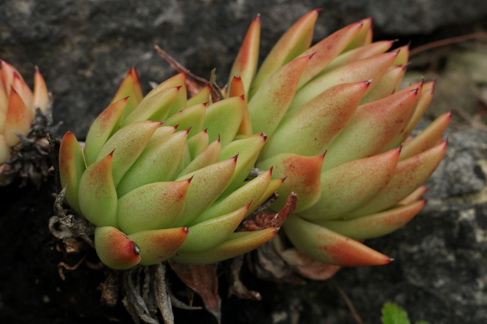 Echeveria agavoides