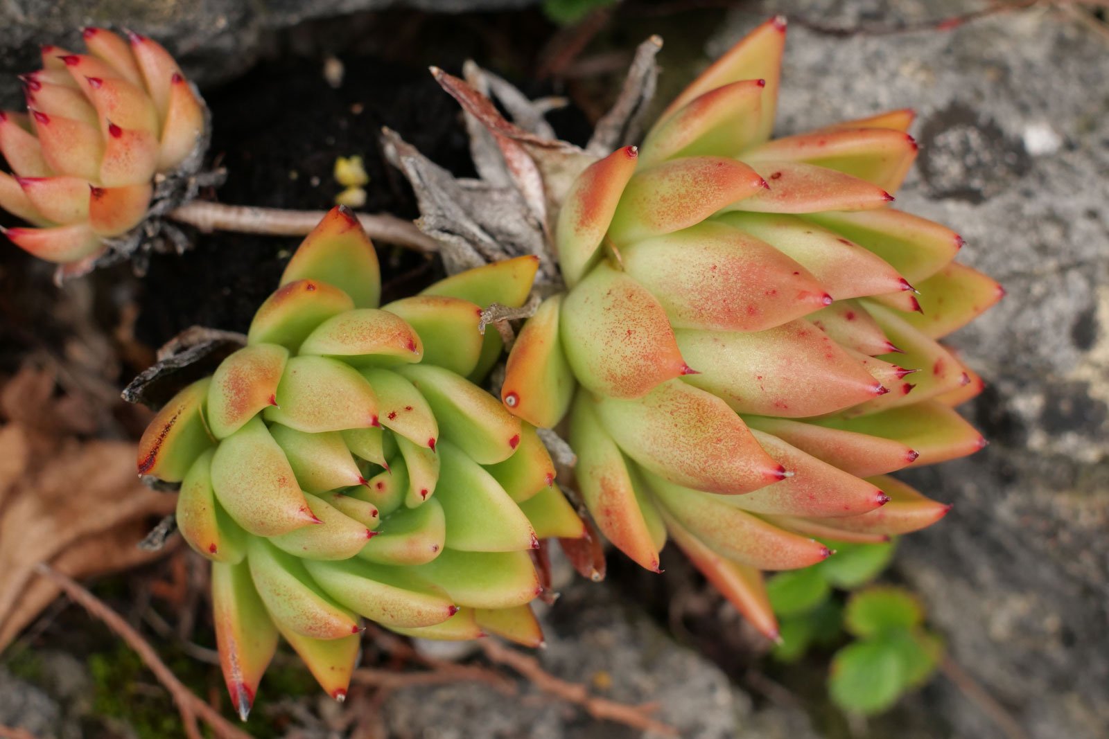 Echeveria agavoides