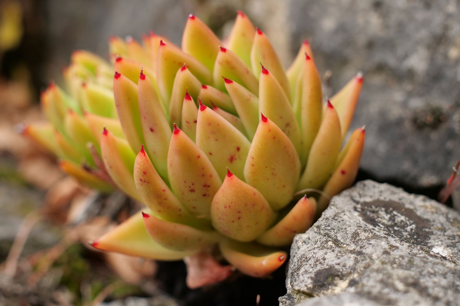 Echeveria agavoides