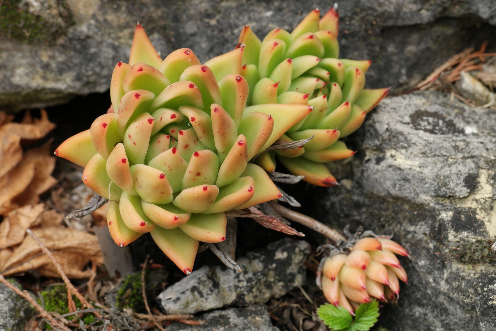 Echeveria agavoides