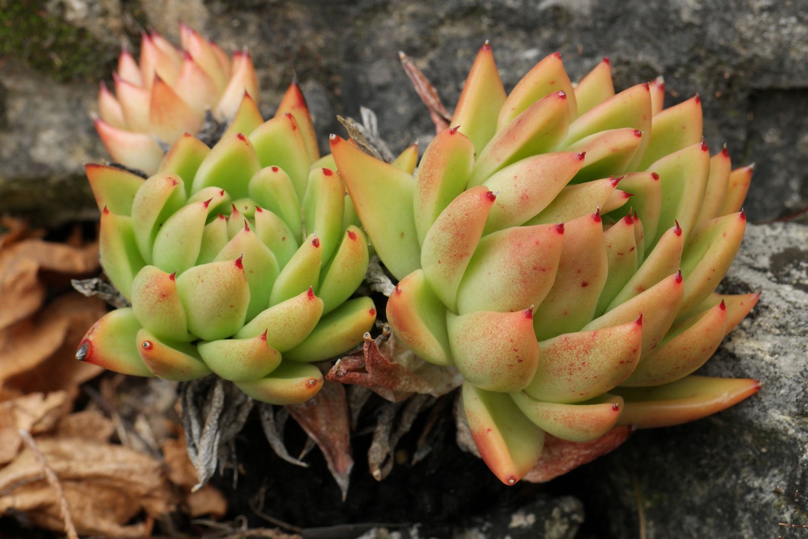 Echeveria agavoides