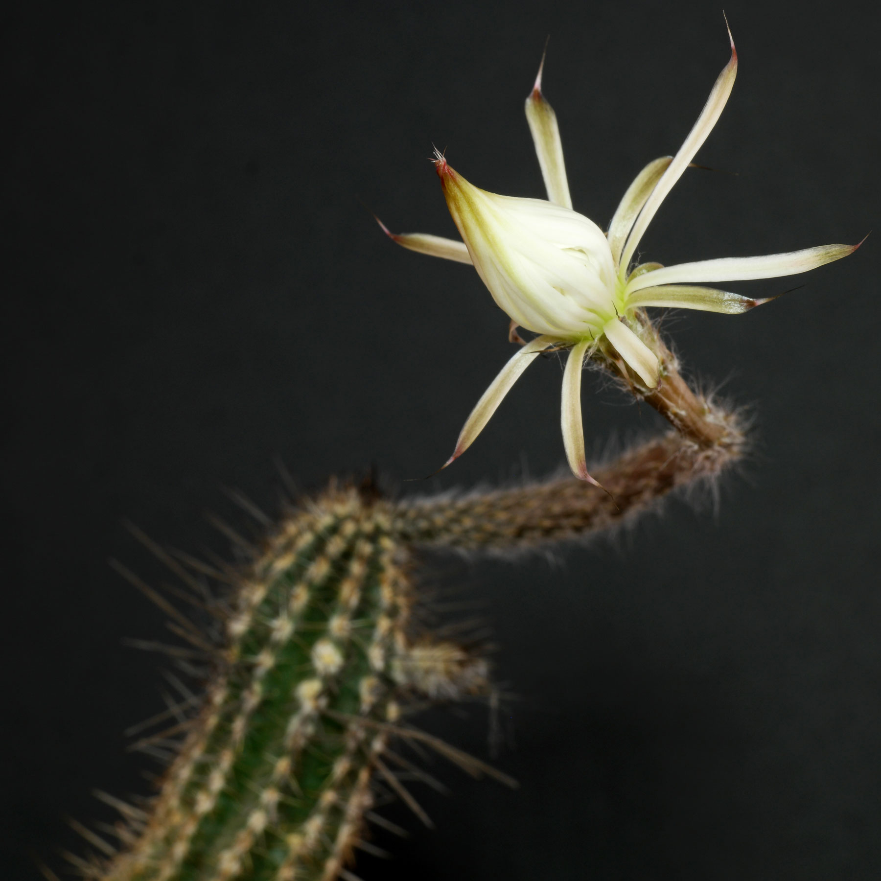 Echinopsis mirabilis