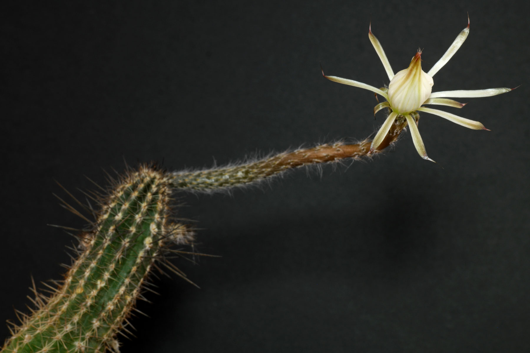 Echinopsis mirabilis