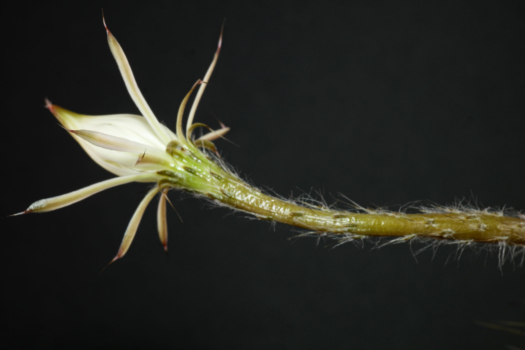 Echinopsis mirabilis