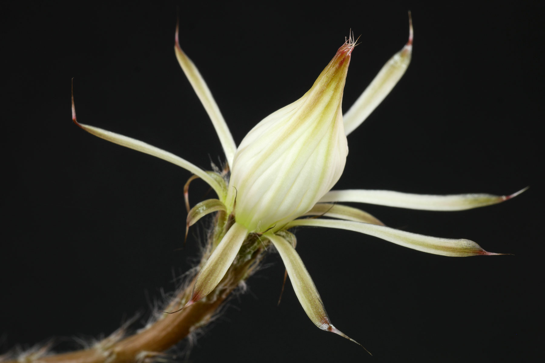 Echinopsis mirabilis