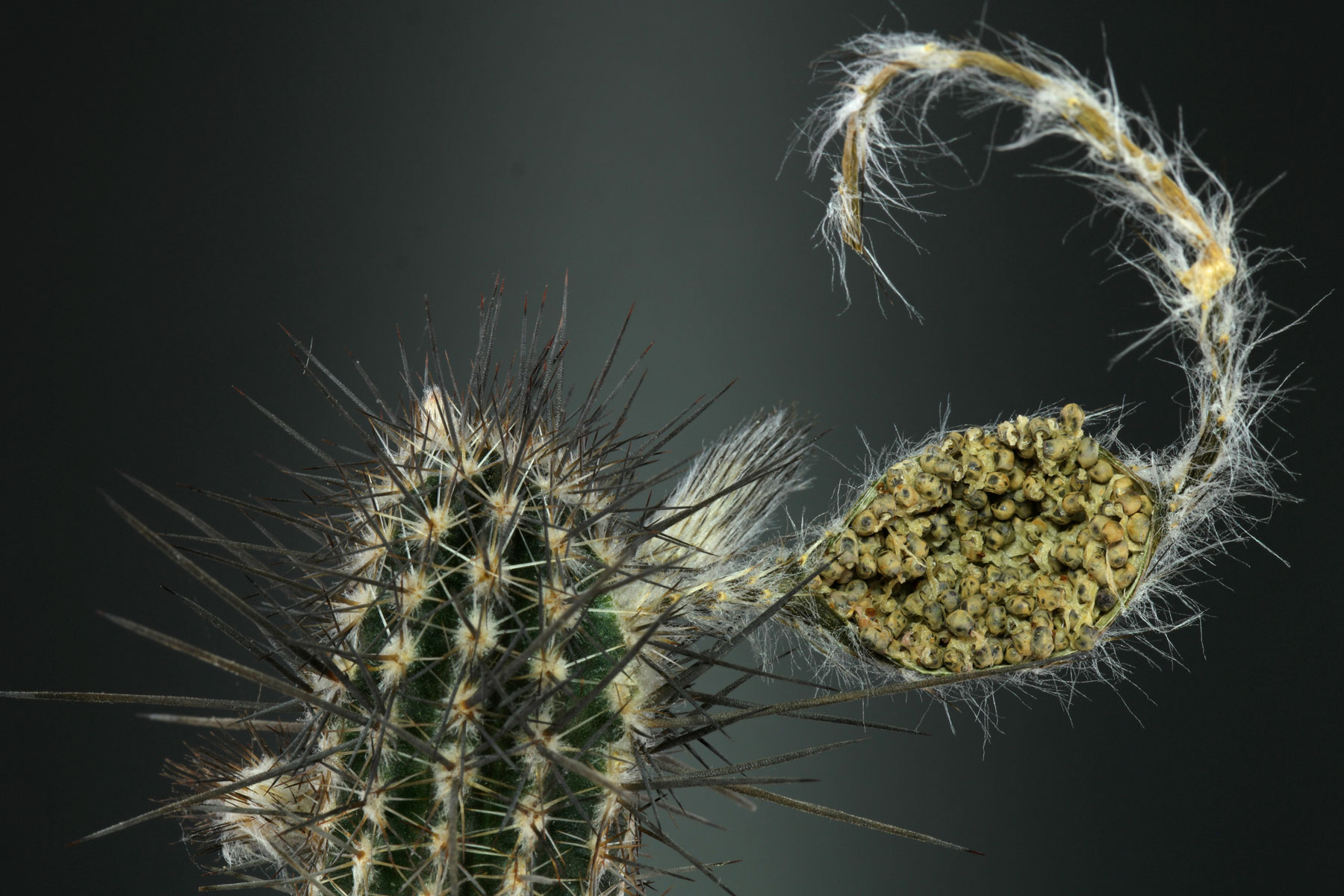 Echinopsis mirabilis