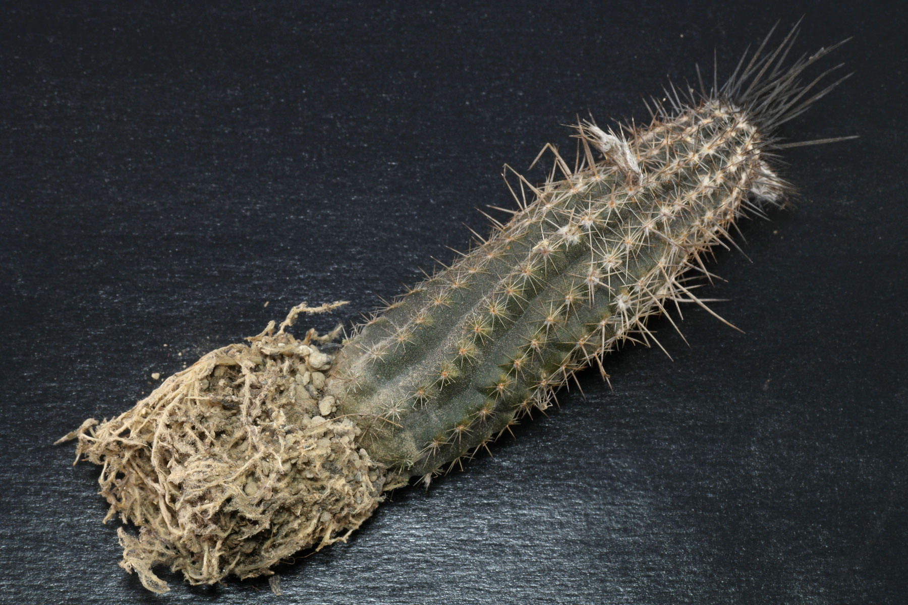 Echinopsis mirabilis