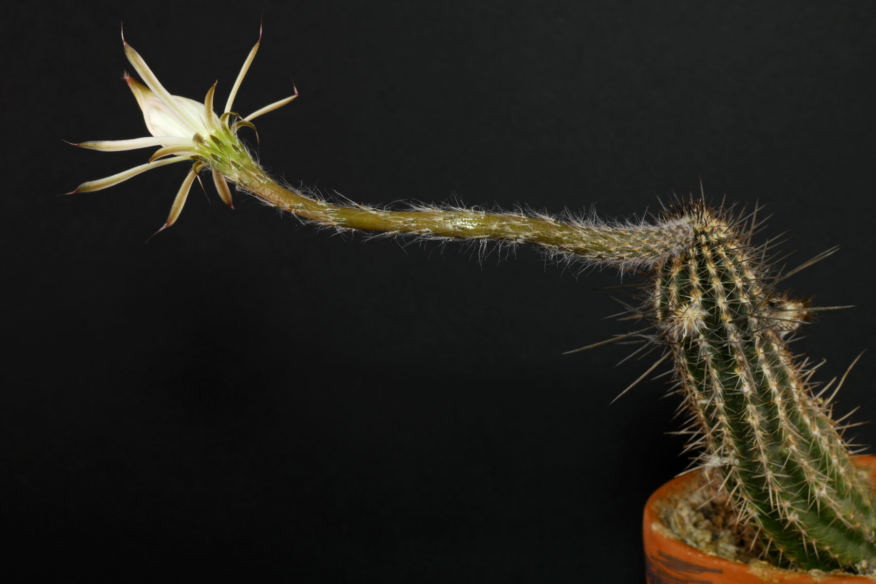 Echinopsis mirabilis