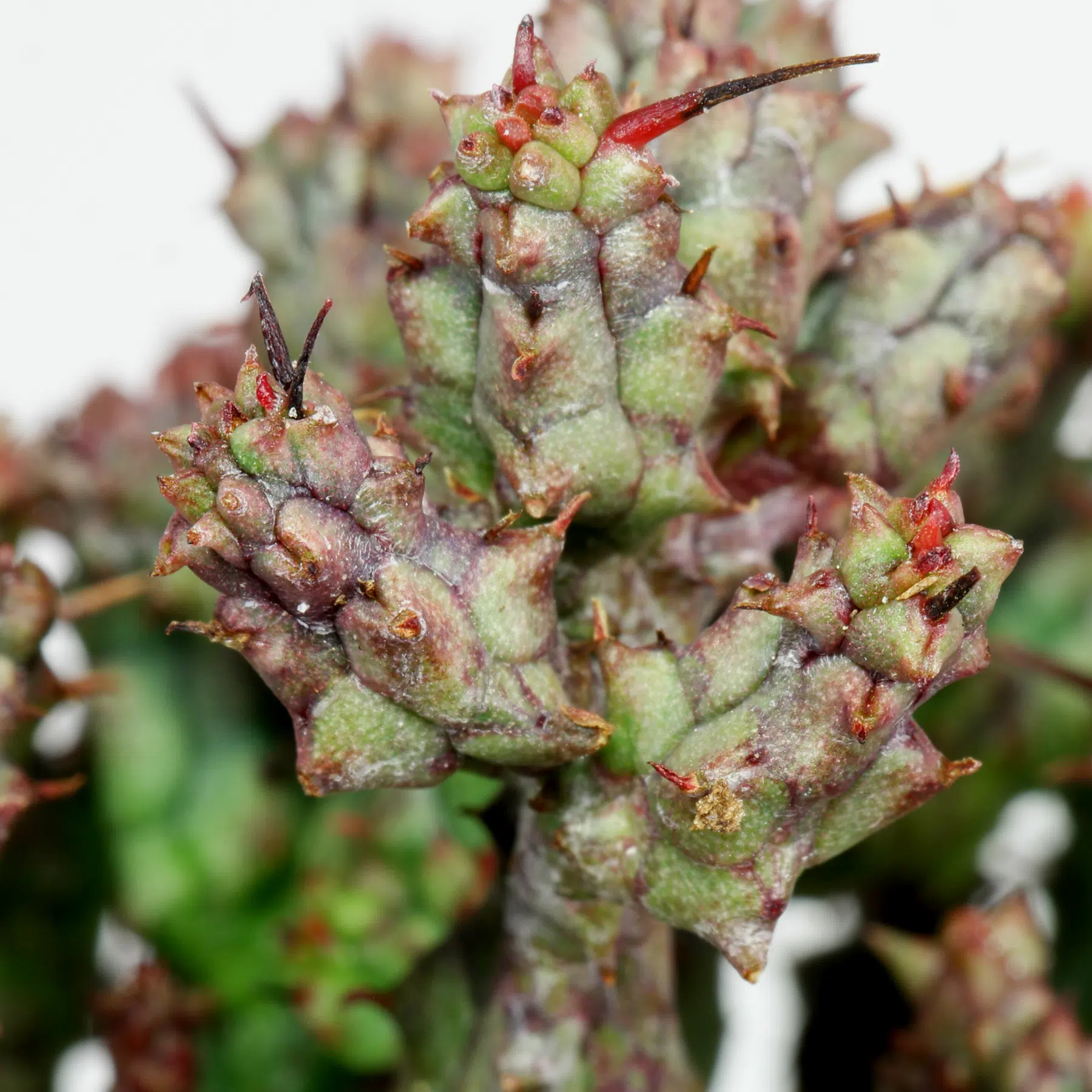 Euphorbia enopla Cristata