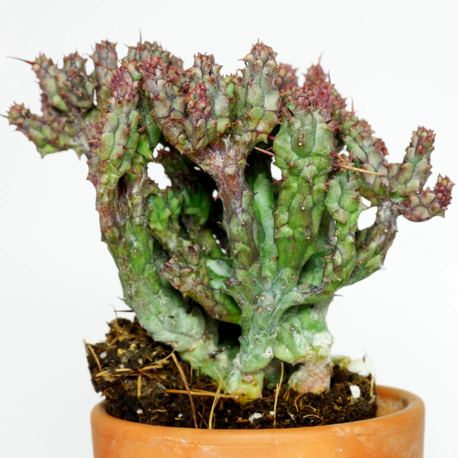 Euphorbia enopla Cristata 5