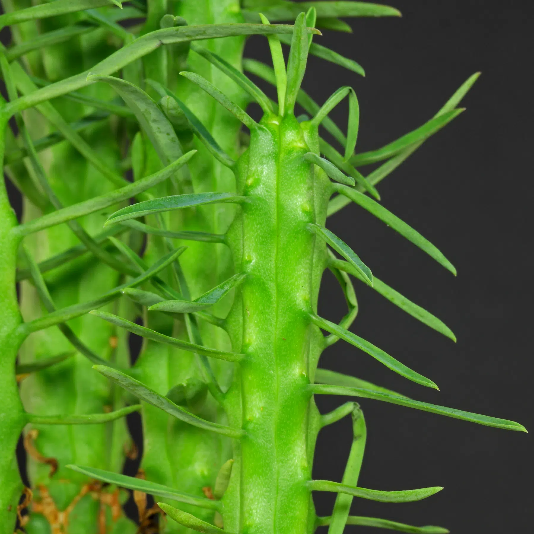 Euphorbia loricata