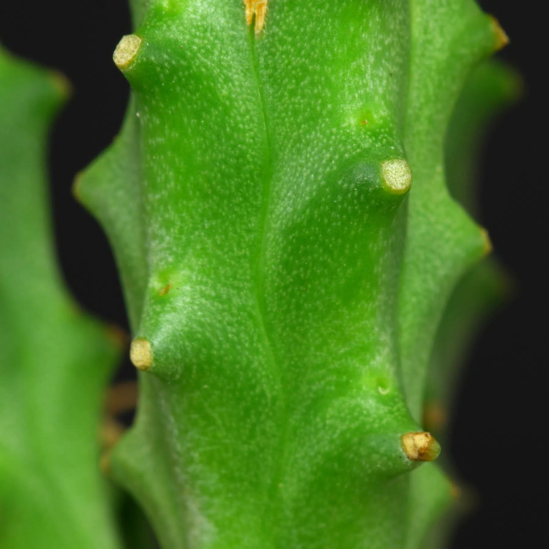 Euphorbia loricata